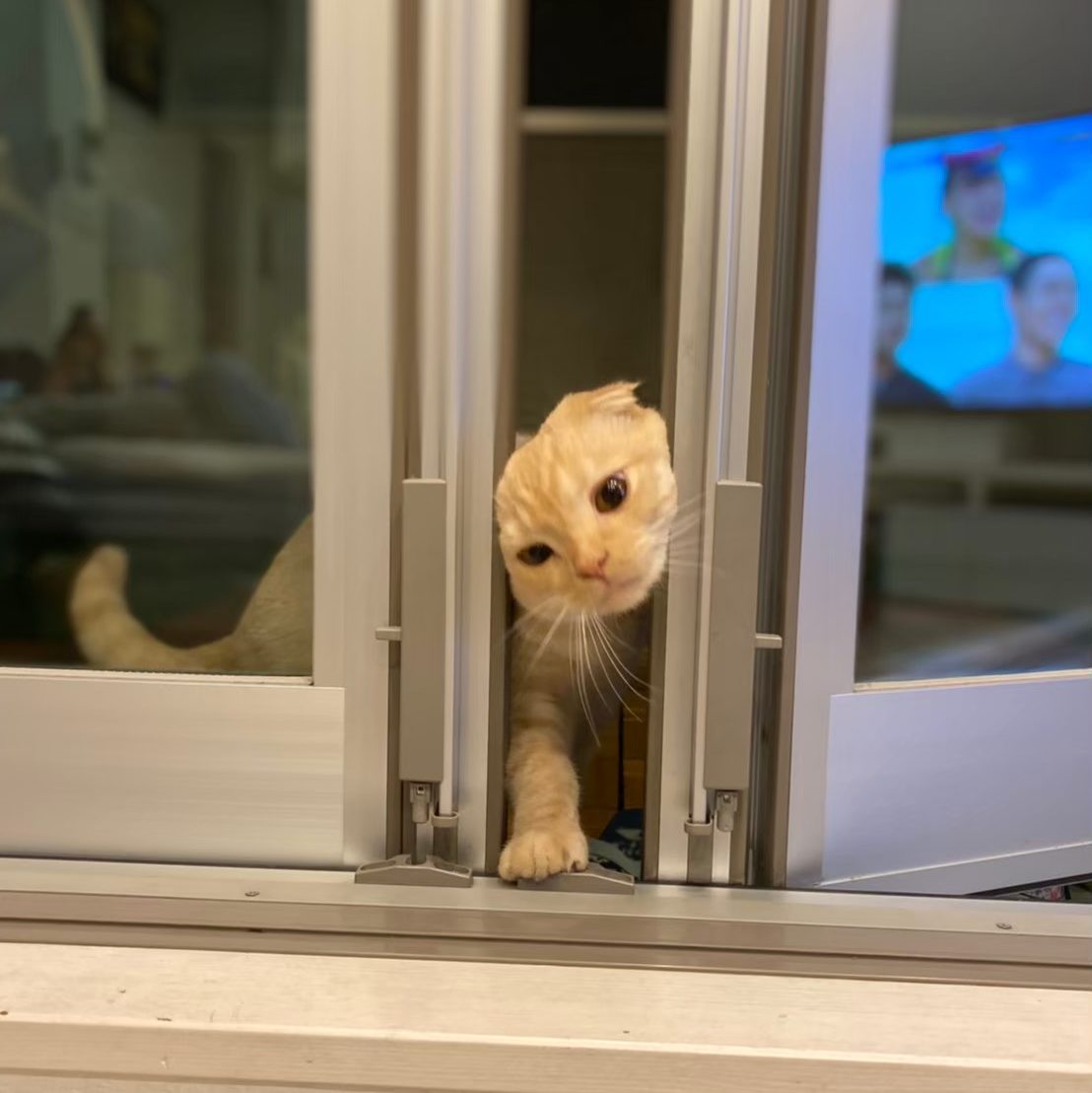 ハチ@フジコーブログ